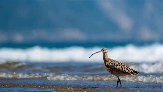 Curlew on Limantour Beach