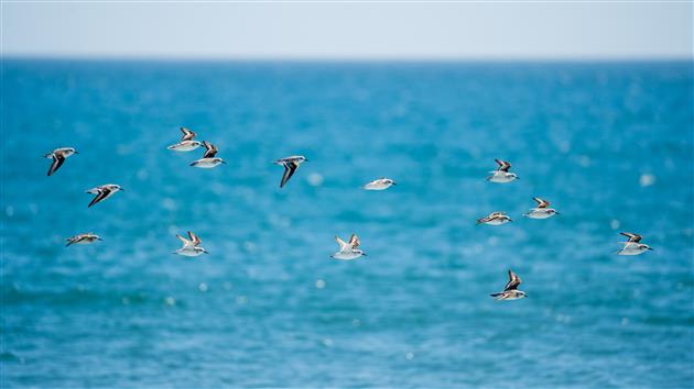 Sandpipers at Limantour Beach