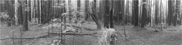 Armstrong Redwoods