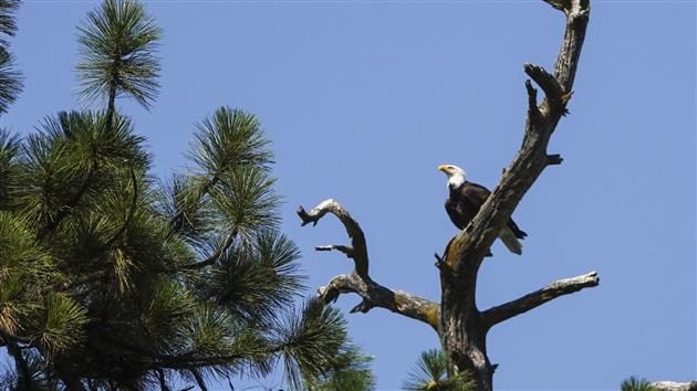 Bald Eagle