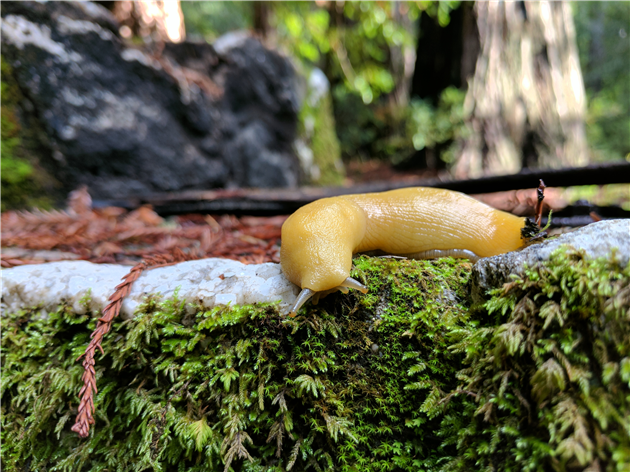 Banana Slug