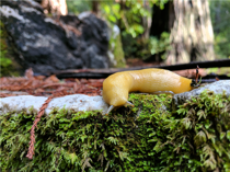 Banana Slug