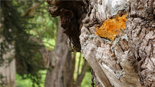Bees and hive at Glen Canyon Park