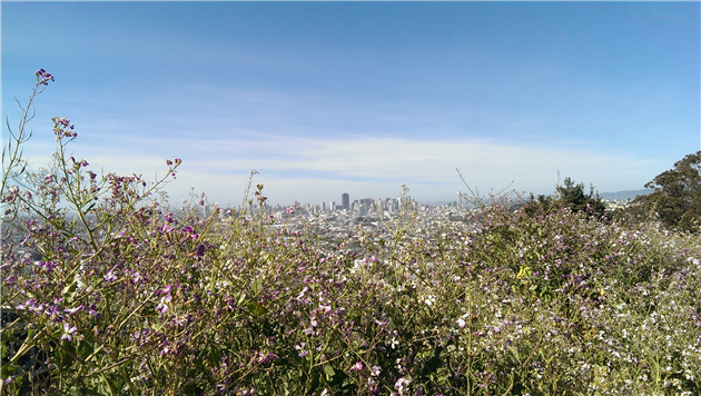 Bernal in Bloom