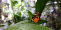 Butterfly at California Academy of Sciences
