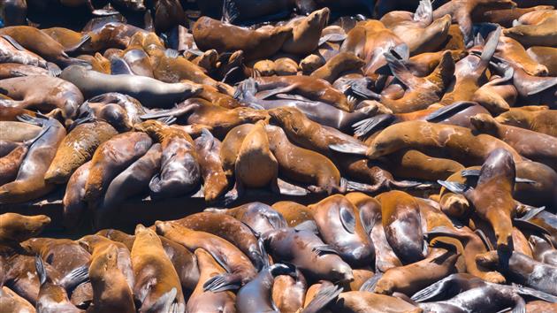 Closeup of Sea Lions at Fisherman's Wharf