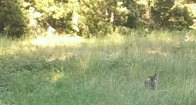 Coyote