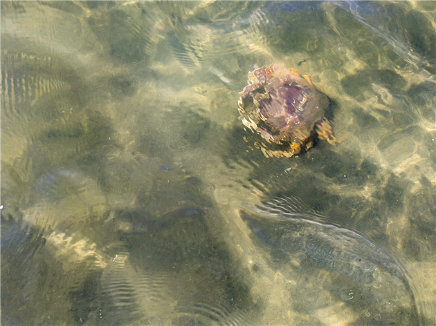 Crab at Fort Funston