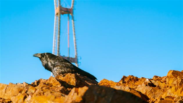 Crow, Sutro Tower