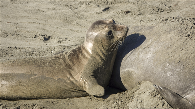 Elephant Seals at San Simeon