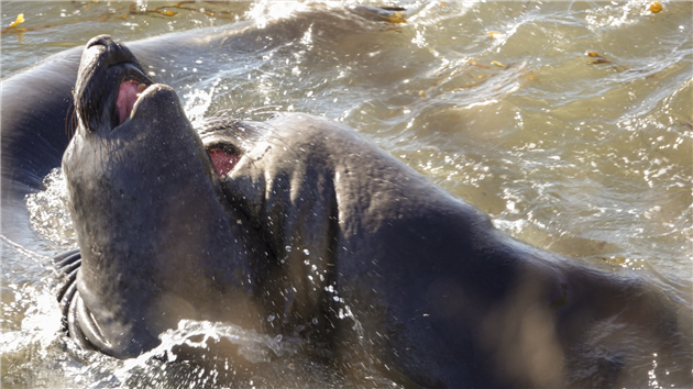 Elephant Seals at San Simeon