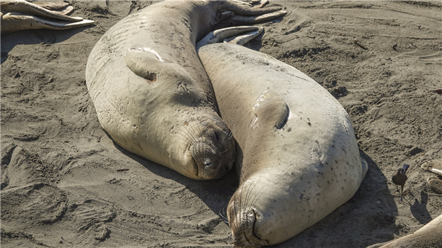 Elephant Seals at San Simeon