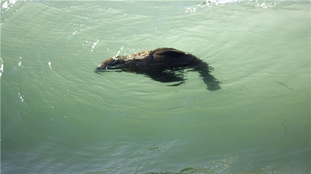 Elephant Seals at San Simeon