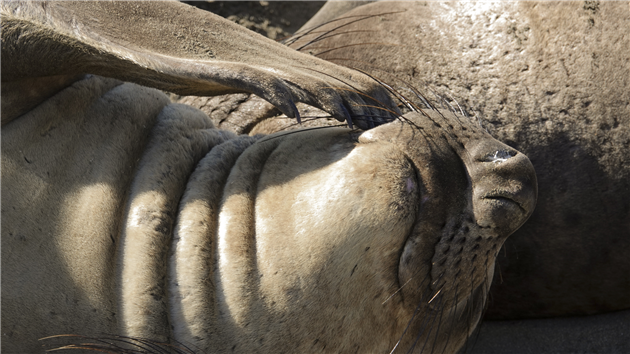 Elephant Seals at San Simeon