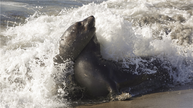 Elephant Seals at San Simeon
