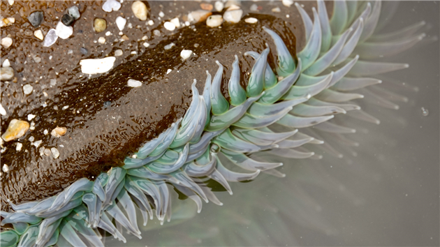 Fitzgerald Marine Reserve