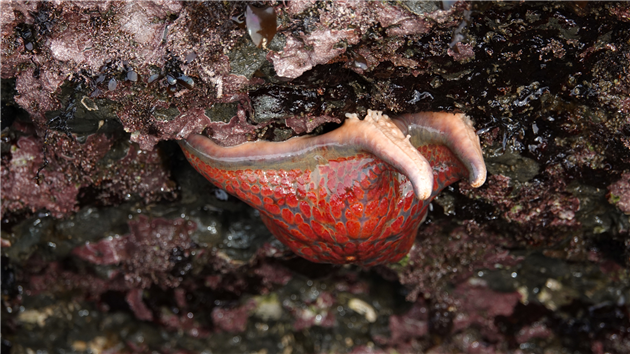 Fitzgerald Marine Reserve
