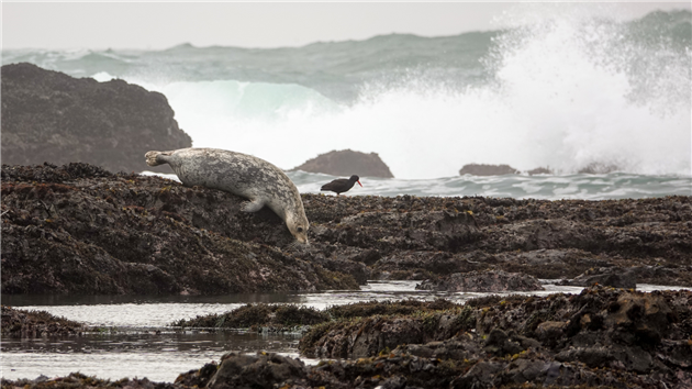 Fitzgerald Marine Reserve