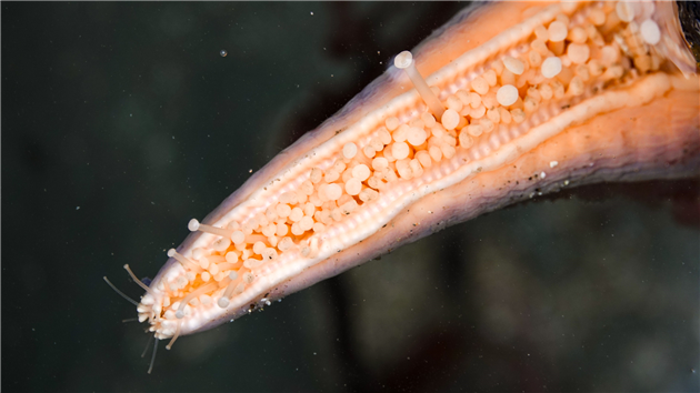 Fitzgerald Marine Reserve