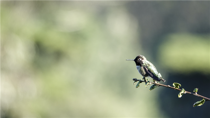 Hummingbird