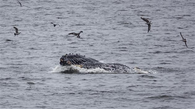 Humpback Whale Feasting off Rockaway Beach in Pacifica