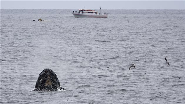 Humpback Whale Feasting off Rockaway Beach in Pacifica