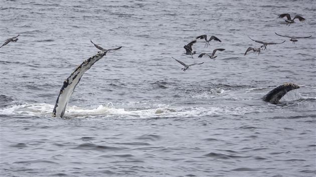 Humpback Whale Feasting off Rockaway Beach in Pacifica