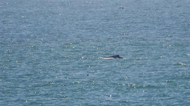 Humpback Whale at Fort Funston