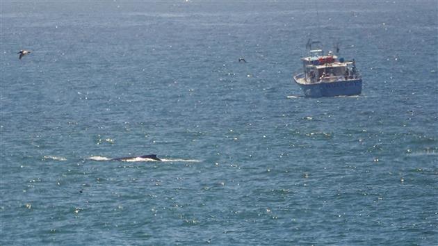 Humpback Whale at Fort Funston