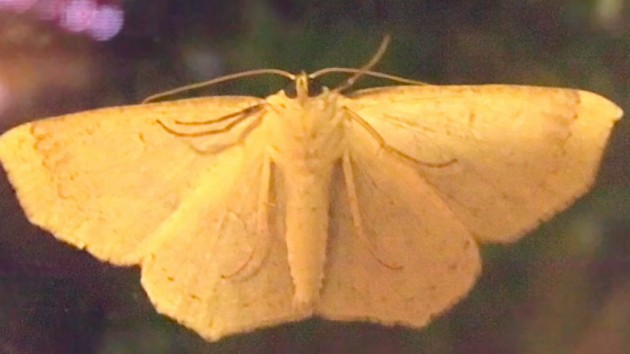 Moth