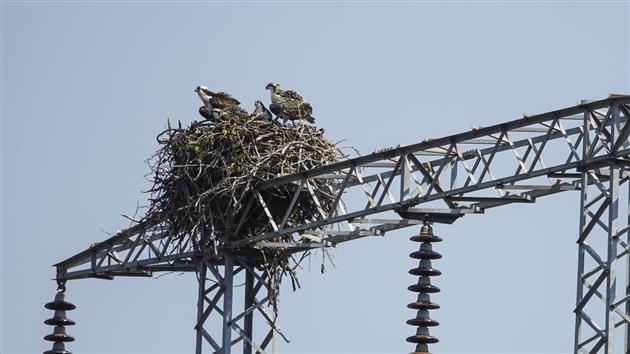 Nesting Ospreys
