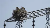 Nesting Ospreys
