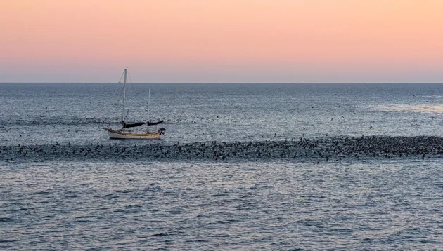 Photo of many birds surrounding a boat in Santa Cruz