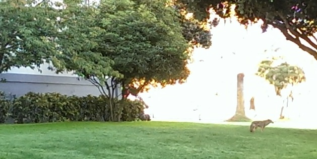 Presidio Coyote San Francisco