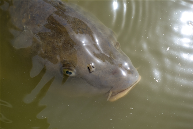 San Francisco Botanical Garden