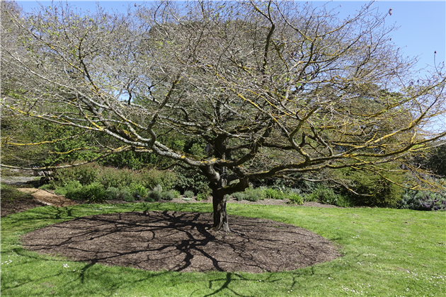 San Francisco Botanical Garden
