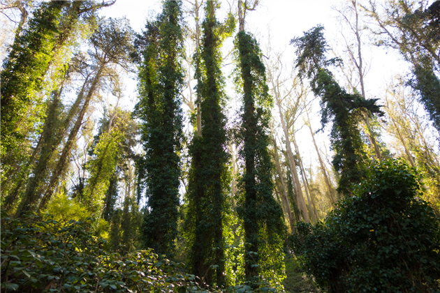 San Francisco Interior Green Belt