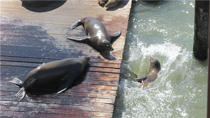Sealions