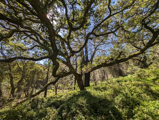 Trees on the Divide Meadow Loop in Point Reyes